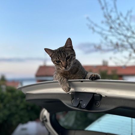 Pri Piratski Macki - At The Pirate Cat - Dal Gatto Pirata Koper Zewnętrze zdjęcie