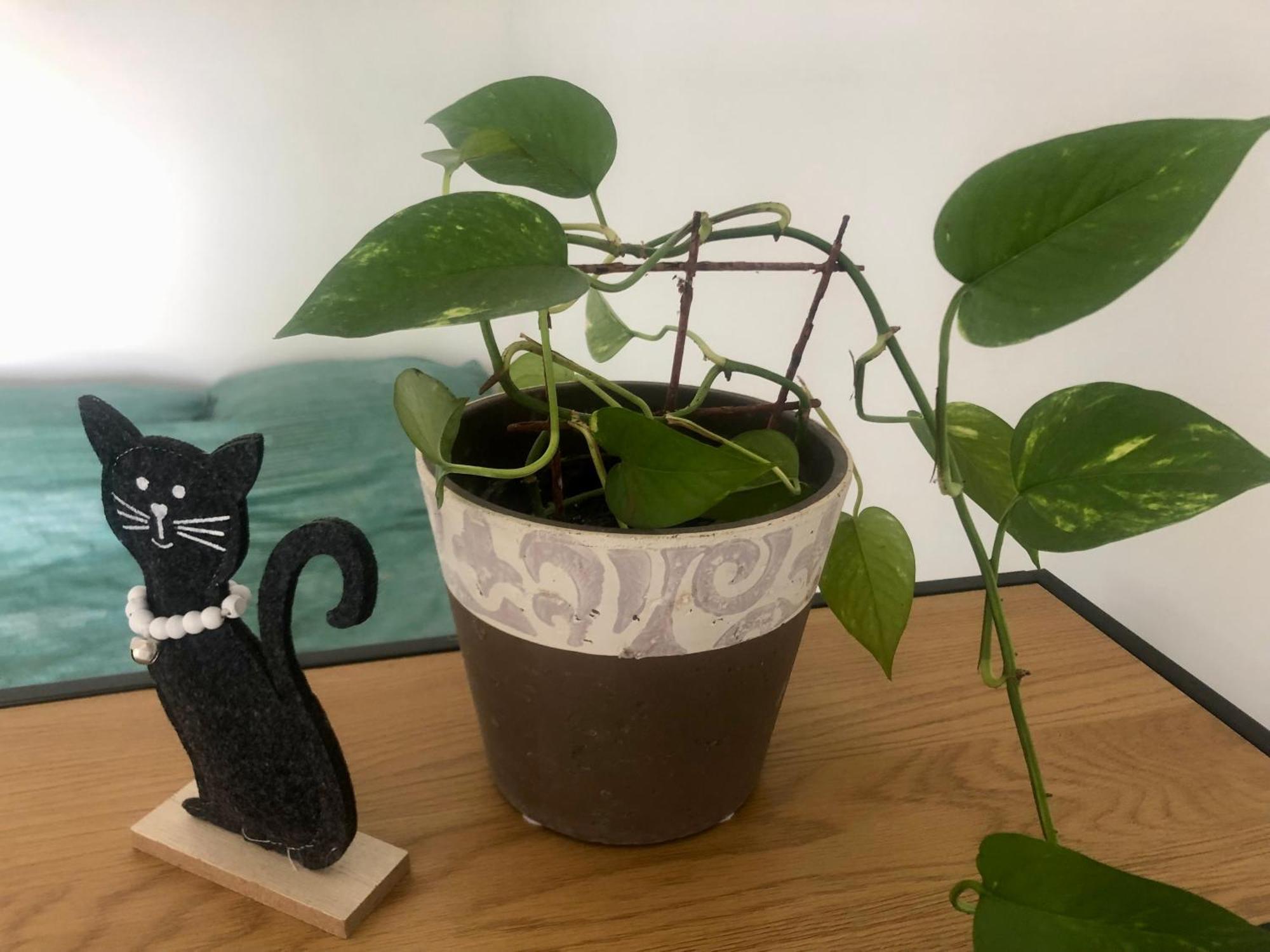 Pri Piratski Macki - At The Pirate Cat - Dal Gatto Pirata Koper Zewnętrze zdjęcie
